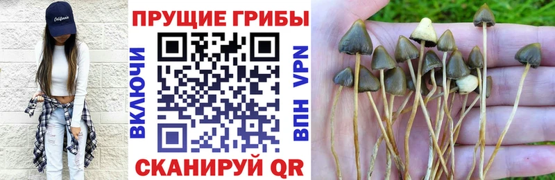 Галлюциногенные грибы GOLDEN TEACHER  цены наркотик  Сосновый Бор 
